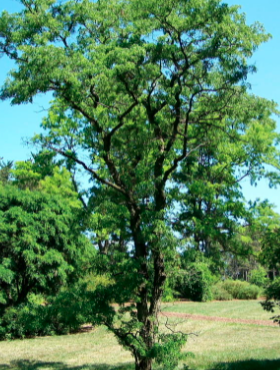 Robinia akacjowa TORTUOSA