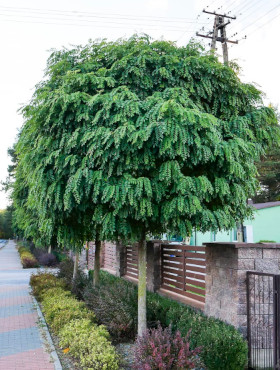 Robinia akacjowa Umbraculifera Pa160-180 obw.4-8