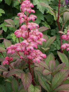 Rodgersia Dark Pokers (P9)