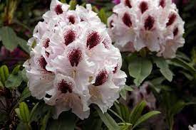 Rododendron "Calsap"