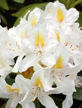 Rododendron Różanecznik Madame Masson biały 