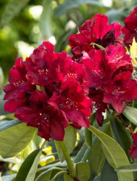 Rododendron Różanecznik czerwony
