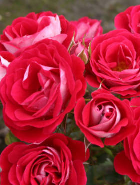 Róża miniatura Corazon czerwono-kremowa balot