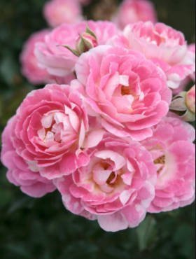 Róża miniatura Flirt 2011 kremowo-różowa balot