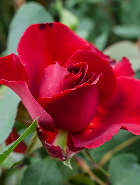 Róża wielkokwiatowa CZERWONA