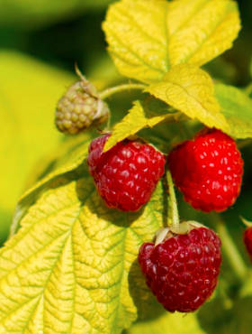 Rubus idaeus Malina Groovy żółte liście w doniczce