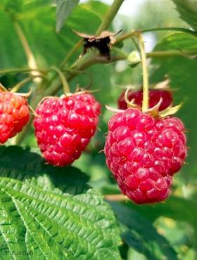 Rubus idaeus Malina letnia Meeker w doniczce