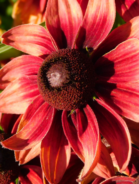 Rudbekia Cherry Brandy