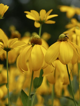 Rudbekia lśniąca (C2)