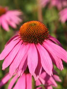 Rudbekia purpurowa (Jeżówka) trwała purpurowo-różowa 1g