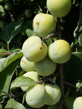 Śliwa Renkloda Zielona Plant Pack