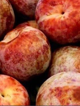 Śliwko-morela Śliwomorela Plumcot Plant Pack 