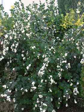 Śnieguliczka Doorenbosa 'White Hedge'