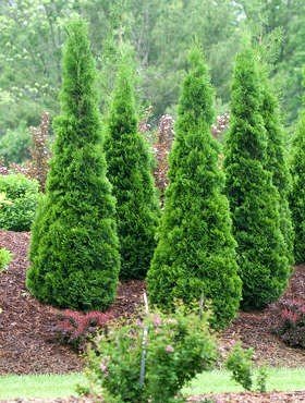 Thuja Tuja Żywotnik Smaragd Zielona zimą C2 