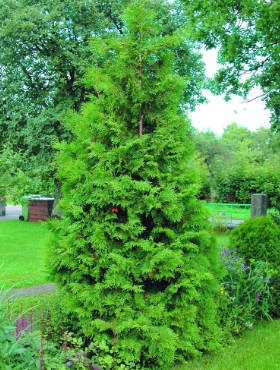 Thuja Tuja Żywotnik zachodni Brabant (C2)