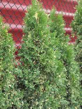 Thuja Tuja Żywotnik zachodni 'Smaragd Variegata'