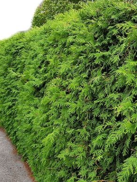 Thuja Tuja na żywopłot Plant Pack