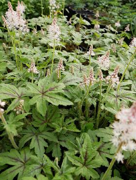 Tiarella Jeepers Creepers (C2)