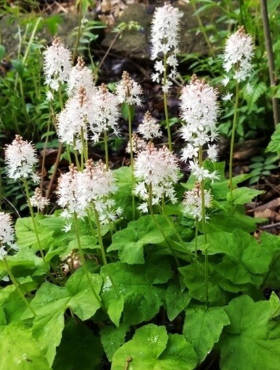 Tiarella Wherry`ego (C2)