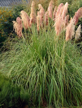 Trawa pampasowa Pink Feather (C2)