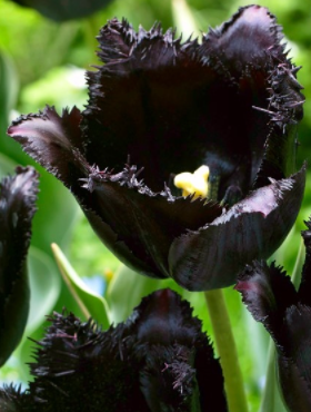 Tulipan Strzępiasty Fringed Black