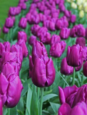 Tulipan Triumph Purple Prince