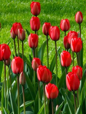 Tulipan Triumph Red