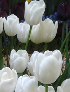 Tulipan Triumph White Dream