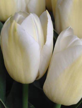 Tulipan Triumph White Dynasty