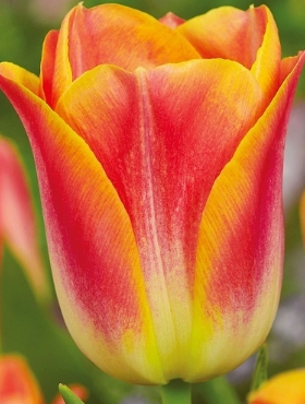 Tulipan dwukolorowy Golden Dynasty