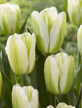 Tulipan pojedynczy wczesny Green Spirit