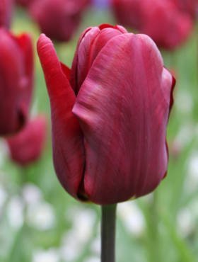 Tulipan pojedynczy wczesny Jan Reus