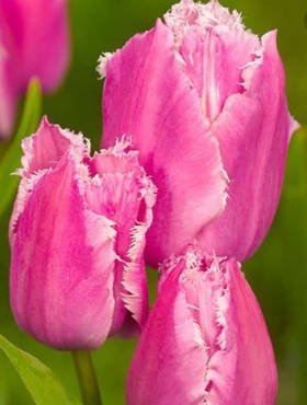 Tulipan strzępiasty Pink Survival