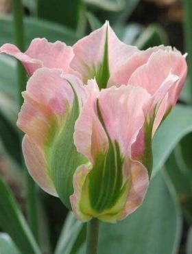 Tulipan zielonokwiatowy Green Wave