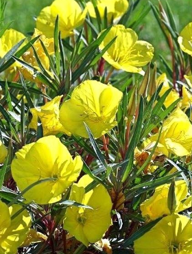 Wiesiołek ozdobny missouryjski Oenothera macrocarpa (C2)