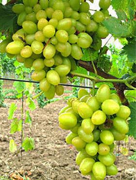 Winorośl winogrona Arkadia
