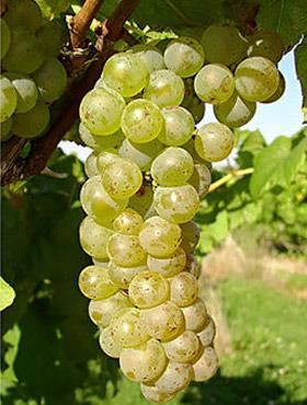 Winorośl winogrona Cayuga White