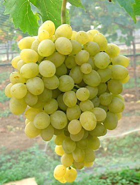 Winorośl winogrona Frumoasa Albae