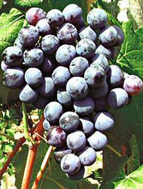 Winorośl winogrona Muscat Blue