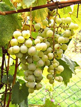 Winorośl winogrona Sibera
