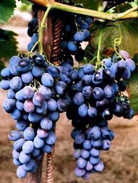 Winorośl winogrono Festivee