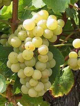 Winorośl winogrono Goecseji Zamatos