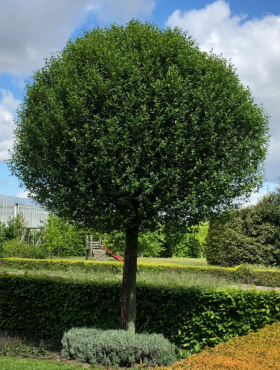 Wiśnia osobliwa Prunus eminens Umbraculifera 