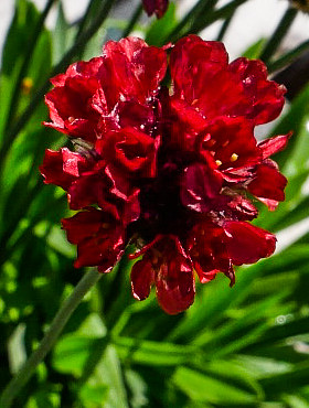 Zawciąg szerokilistny Ballerina Red (C2)