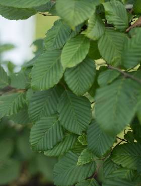 Zestaw Klasyczna Osłona Grab Żywopłot 10 Metrowy Plant Pack