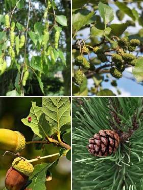 Zestaw Leśny Zakątek Na Naturalne Zalesienia I Rekultywację Plant Pack