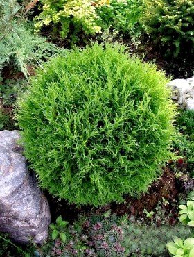 Żywotnik zachodni Tuja Thuja Tiny Tim (C2)