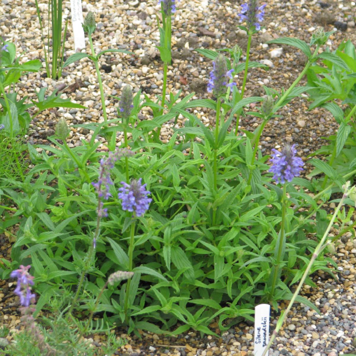 Непета голубая луна. Котовник жилковатый (Nepeta nervosa). Котовник Блю Мун. Котовник жилковатый Блю Мун. Котовник жильчатый (Nepeta nervosa) "Blue Moon".