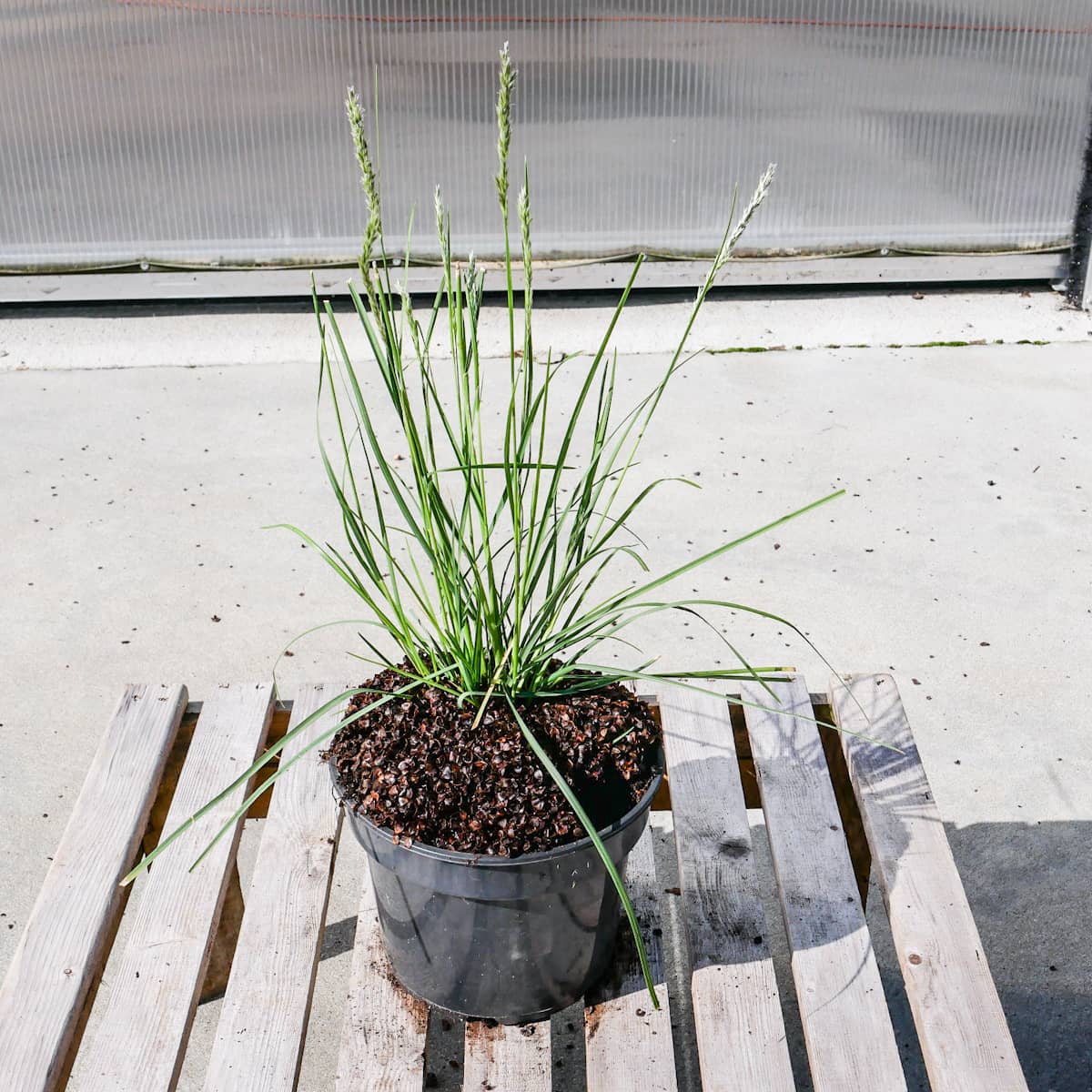 Sesleria Autumnalis Sesleria Jesienna (P9)| Sadowniczy.pl