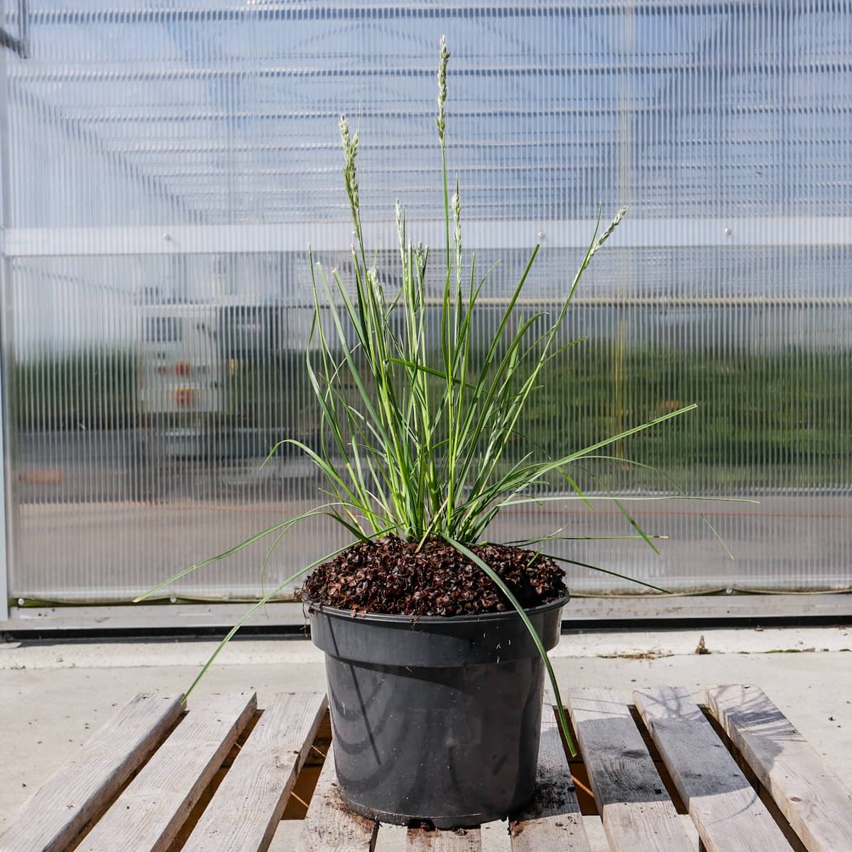 Sesleria Autumnalis Sesleria Jesienna (P9)| Sadowniczy.pl